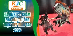 Đá Gà KJC - Khám Phá Đấu Trường Trực Tiếp Đỉnh Cao 2026