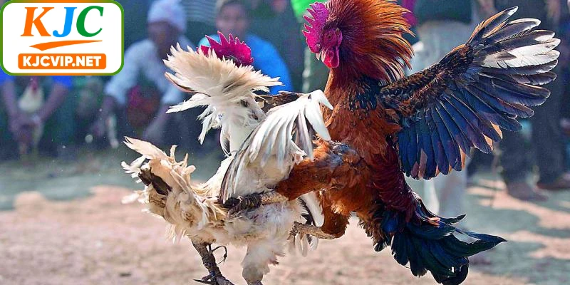 Quy tụ đa dạng giải đấu lớn đầy đủ tại đá gà KJC