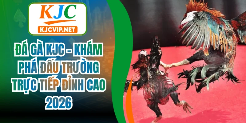 Đá Gà KJC - Khám Phá Đấu Trường Trực Tiếp Đỉnh Cao 2026