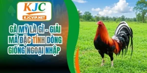 Gà Mỹ Là Gì - Giải Mã Đặc Tính Dòng Giống Ngoại Nhập
