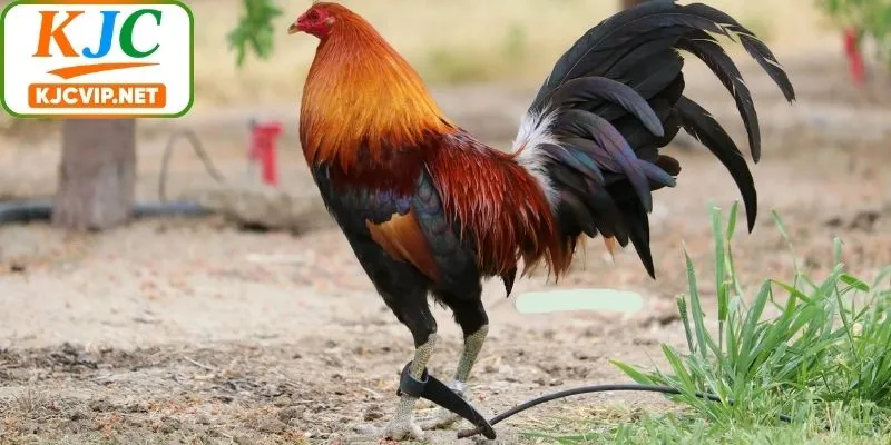 Kiểm tra định kỳ các dấu hiệu giúp hiểu rõ gà Mỹ là gì