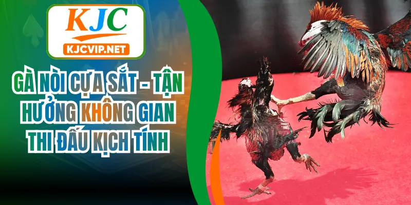 Gà Nòi Cựa Sắt - Tận Hưởng Không Gian Thi Đấu Kịch Tính