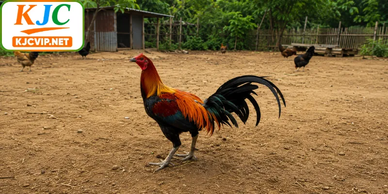 Tìm hiểu gà Peru là gì cực dễ hiểu