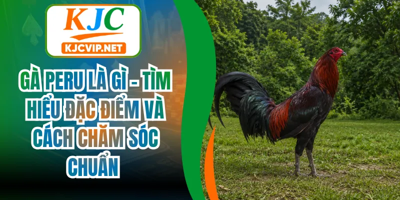 Gà Peru Là Gì - Tìm Hiểu Đặc Điểm Và Cách Chăm Sóc Chuẩn